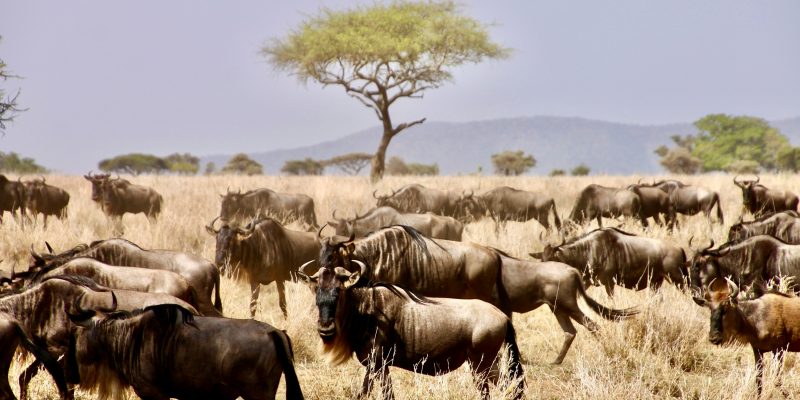 Serengeti 5‑Day Safari